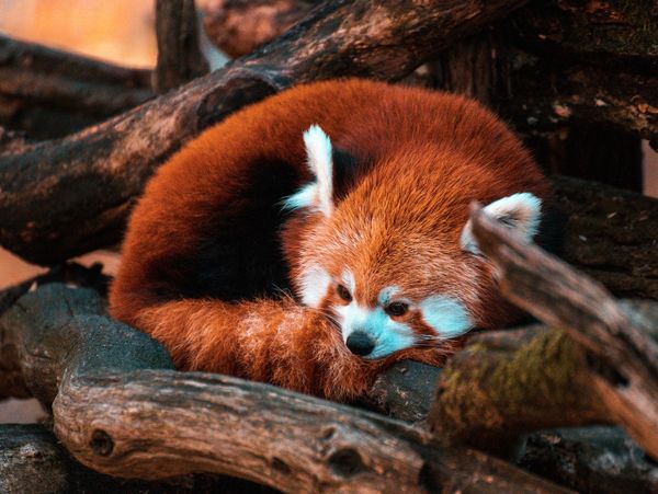 I know you don’t want them to want AI, but…